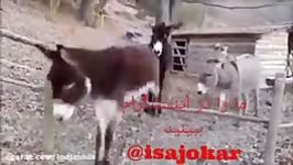 خر عاقل ، الاغ دانا ، تورم گرانی ، مردم نخرید ، تقلید کورکورانه ...