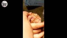 Botfly Larvae Removal from PuppiesKittens EYEs to Save her SIGHT