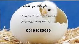 صادرات جوجه یکروزه تخم گذار