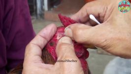 Remove Mango Worms From A Chicken  Rescue Chickens