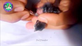 Rescue Suffering Baby Birds f.m Botfly Larvae  Cuterebra