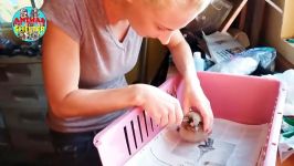 Hundreds Maggots Removed From Baby OWL  Rescue Bird