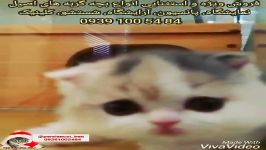 حراج بزرگترین نمایشگاه بچه گربه تهران 09391005484