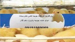 فروش جوجه یکروزه تخمگذار فروش تخم مرغ