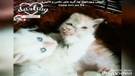 فروش انواع بچه گربه های خاص تهران 09391005484