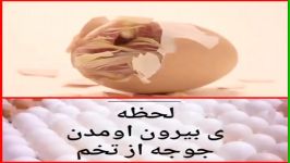 لحظه بیرون اومدن جوجه مرغ..پیج اینستاگرام zarand jooje