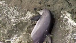 هوش ذاتی دلفین ها  شکار  راه حل جالب دلفین ها برای شکار
