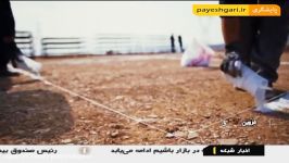 ساخت مزرعه های بادی خورشیدی در همسایگی تاکستان های قزوین