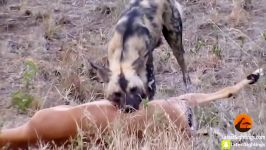 Wild Dogs v Impala  Impala Fights Back as Guts Fall Out