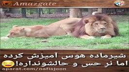 عشوه گری هوس بازی شیر ماده جلوی شیر نر خسته