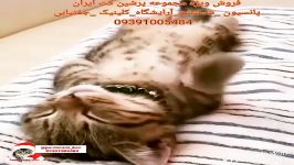 فروش گربه های لاکچری در تهران 09391005484