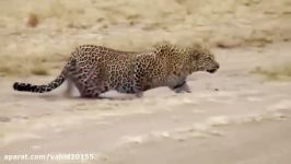 کشتن گوزن توسط یوزپلنگ در حیات وحش