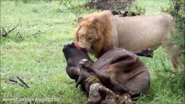 شکار بوفالو توسط شیر قدرتمند در حیات وحش