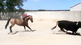 نبرد عجیب بین اسب گاو وحشی