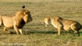 شگفت انگیزترین نبرد شیرها در حیات وحش