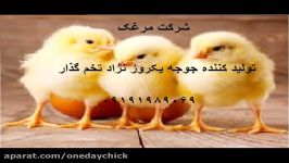 تولید جوجه یکروزه وفروش مرغ