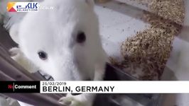 بازیگوشی های توله خرس تازه متولد شده در باغ وحش برلین
