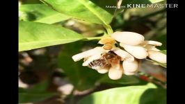 جمع آوری شهدگلها مرکبات توسط زنبورعسل«شرکت تعاونی زنبورداری عسل آلاله جنت