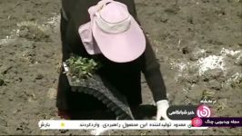 اخبار ساعت 2200 شبکه 3  کاشت نشا کلزا در اراضی دیم کرمانشاه
