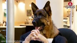 دوربین مخفی Dog Works At the Informational Kiosk