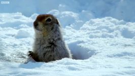 حیات وحش آلاسکار  سنجاب قطبیشمالگان چگونه سرما جان سالم به در می برد؟