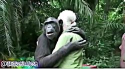 لحظه شگفت انگیز آزادشدن شامپانزه ای به نام ووندا درجنگل