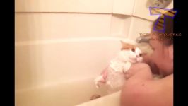 Cats just dont want to bathe  Funny cat bathing pilation