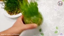 روش درست کردن سبزه عدس هفت سین نوروز