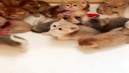 فروش انواع نژادهای گربه در تهران 09391005484