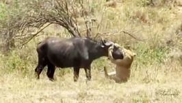 شکار بوفالو توسط شیر  قدرت نمایی سلطان جنگل