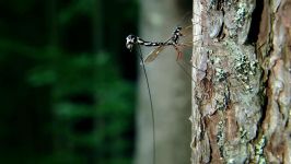 Wasp Deposits Parasitic Larvae Deep Inside Tree Trunk