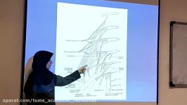 Urinary Nerves Arteries and Viens