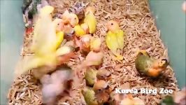 بچه Lovebird ها در باغ وحش کره