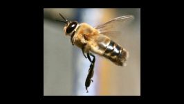 آموزش جمع آوری شهد گرده تلقیح مصنوعی ملکه زنبور عسل