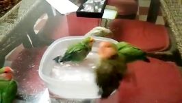 آب بازی Lovebird ها