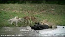 صحنه عجیب شکار بوفالو توسط گروهی شیرها در حیات وحش