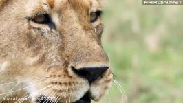 شکار گوزن یالدار توسط شیر  حیات وحش آفریقا