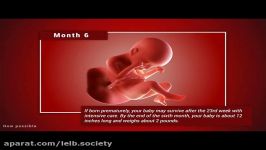 مراحل رشد جنین در رحم مادر نطفه تا تولد