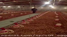 Prices of chicken laying hens