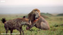 شگفت انگیزترین جنگ نبرد شیرها در حیات وحش