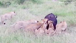 حمله گله شیرها برای شکار بوفالو