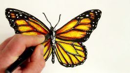 How to Draw a Realistic Butterfly Time Lapse