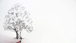 How to Draw a Tree Oak Tree