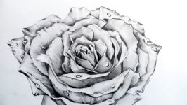 How to Draw a Realistic Rose Time Lapse