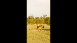 شکار گوزن توسط شیر  حیات وحش آفریقا