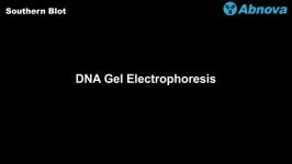 Southern Blot