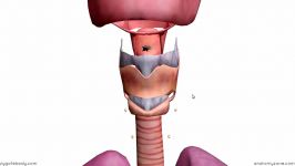 Larynx  Cartilages  3D Anatomy Tutorial