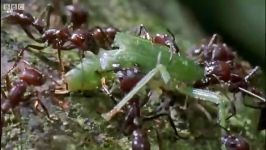 Attack of the Killer Fungi  Planet Earth  BBC Earth