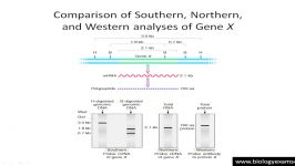 Comparison of Southern Northern Western and Dot blot Techniques