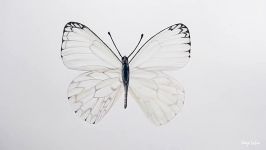 Timelapse  Drawing a light grey Butterfly with colored pencils  Emmy Kalia